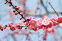 梅の花 /喜多院