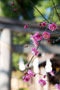 梅の花 /三芳野神社