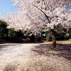 桜 /御伊勢塚公園