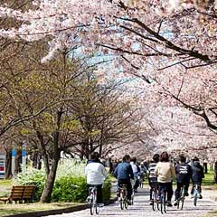 桜 /水上公園