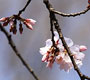 フォトストーリー「桜が咲いた /中院」