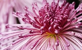 大輪の菊（赤紫色）