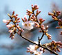 フォトアルバム「桜が咲いた」