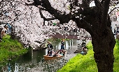 桜咲く風景
