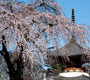 フォトアルバム「桜の季節」